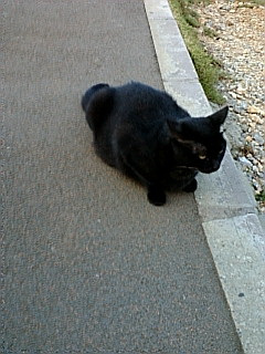 �����т̂���i���J���C�C���m�̈Ӗ��j