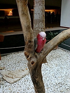 �����C���C���R�̂���